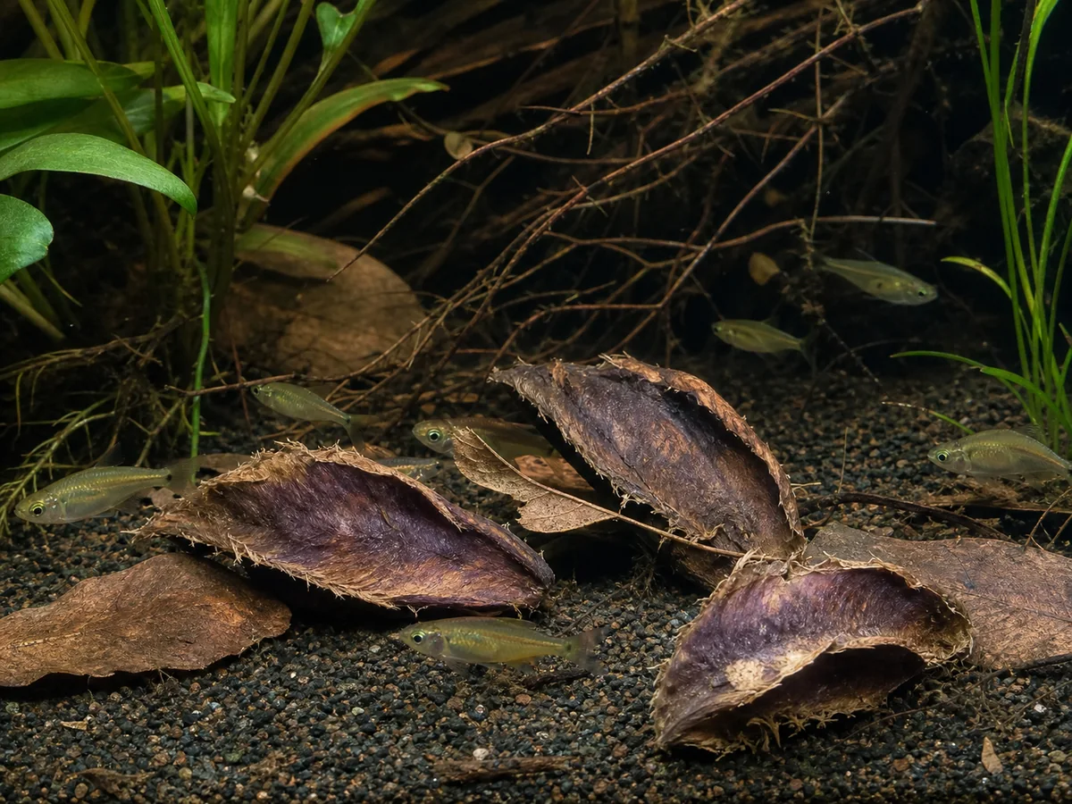 Small freshwater fish moving around Arjuna Pods and leaf litter