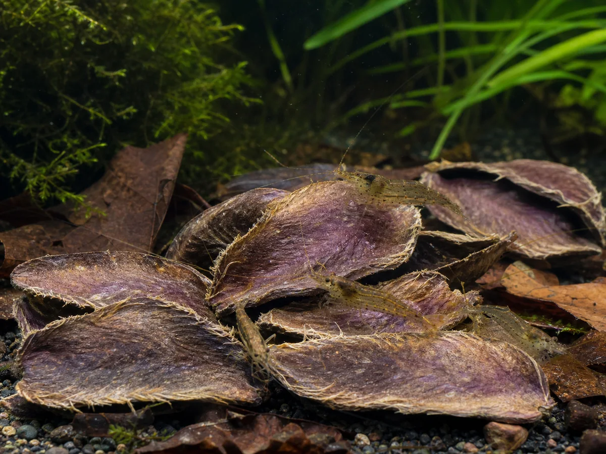Dwarf shrimp grazing across Arjuna Pods in a planted freshwater aquarium