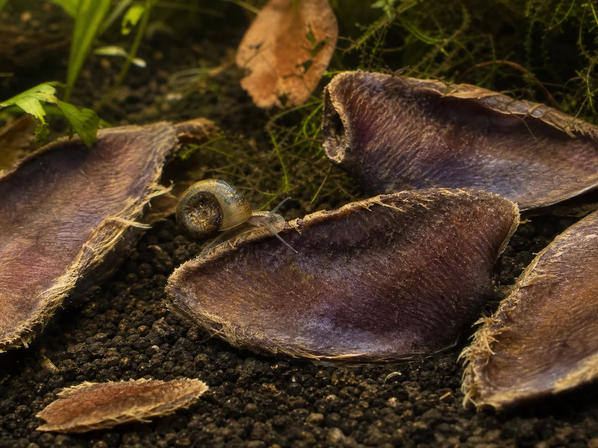 Freshwater snail exploring Arjuna Pods on a botanical aquarium floor