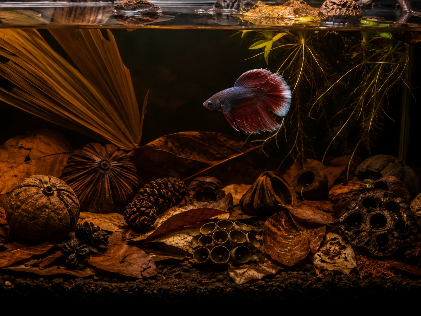 Illustrative blackwater Betta aquarium with leaf litter, pods and natural structure