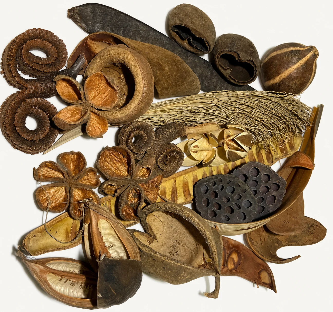 Mixed botanical assortment of pods, cups, rings and natural structure pieces