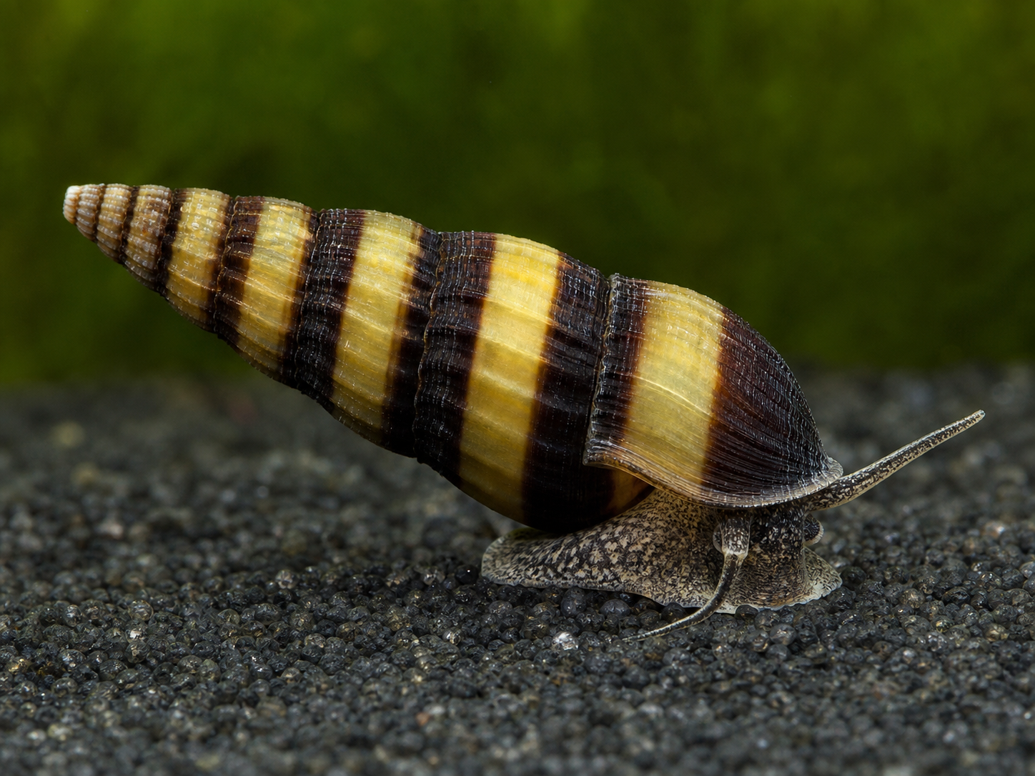 Illustrative close view of an Assassin Snail shell and body