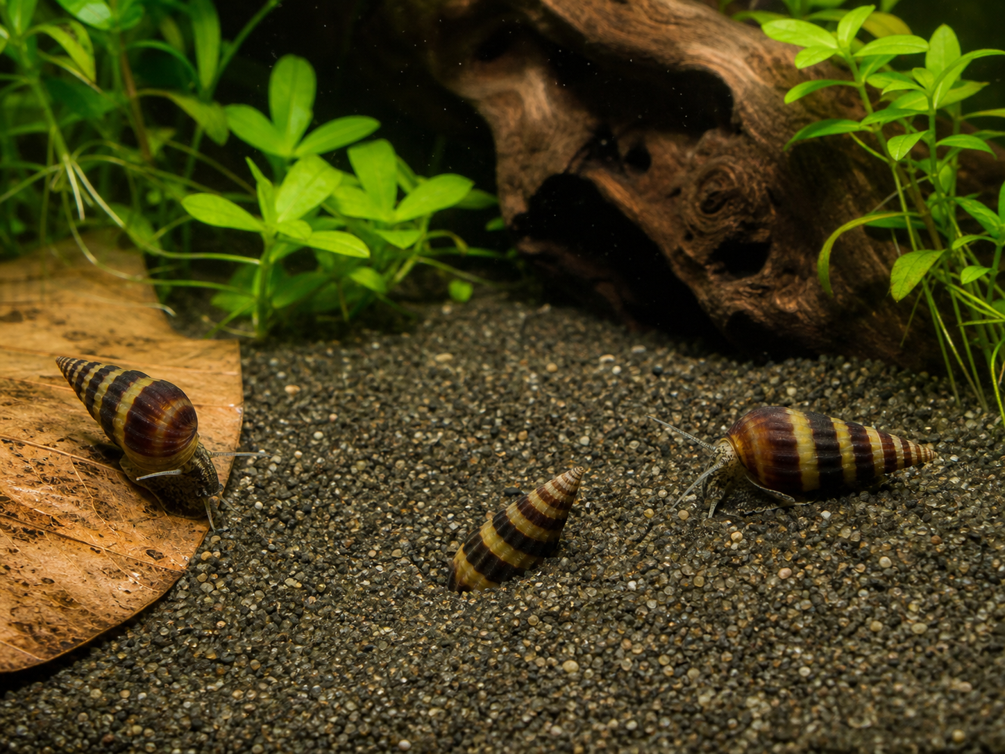 Captive-bred Assassin Snails moving through a natural freshwater aquarium habitat