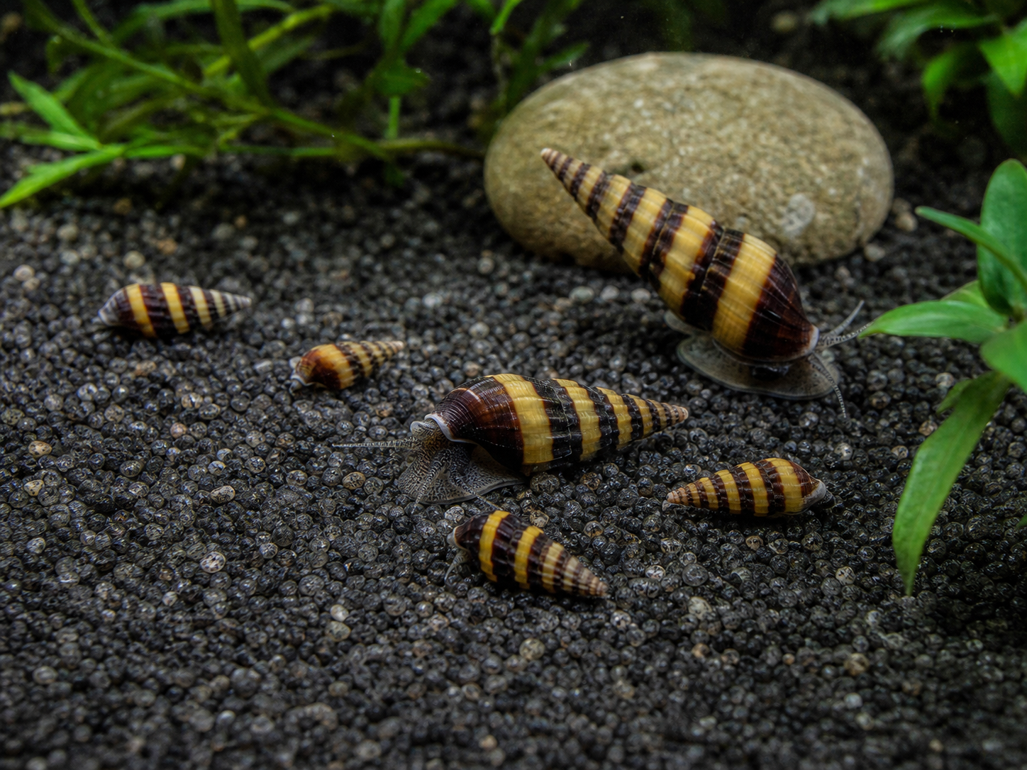 Illustrative guide showing mixed-size Assassin Snails
