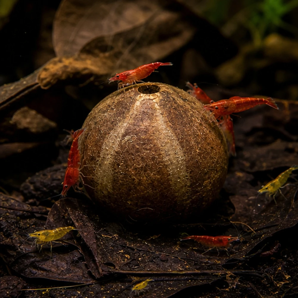 Bellani Pumpkin Pod - Natural Seed Pod illustrative habitat scene - habitat floor