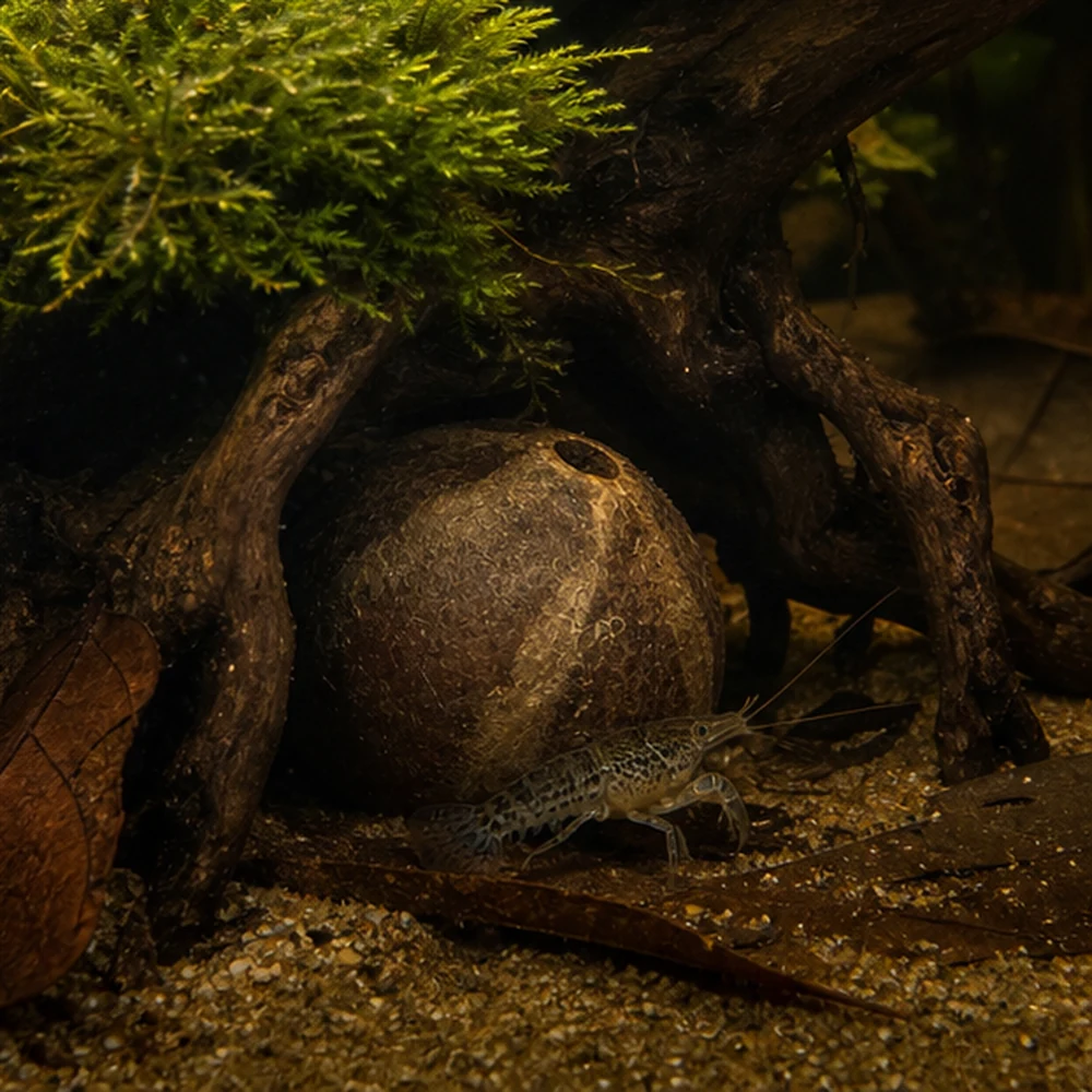 Bellani Pumpkin Pod - Natural Seed Pod illustrative habitat scene - shelter context