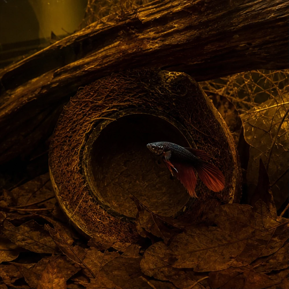 Coconut Cup (Cocos nucifera) - Natural Botanical Cave illustrative habitat scene - habitat floor