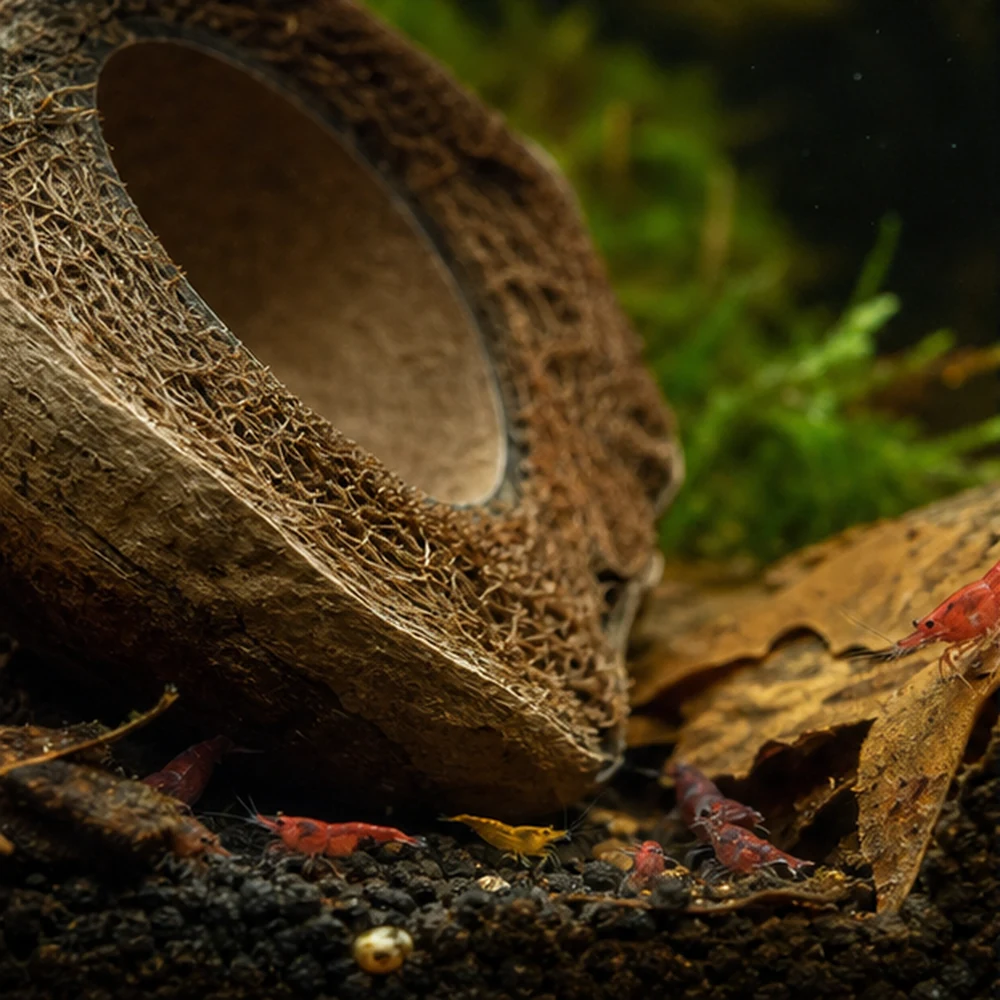 Coconut Cup (Cocos nucifera) - Natural Botanical Cave illustrative habitat scene - texture detail