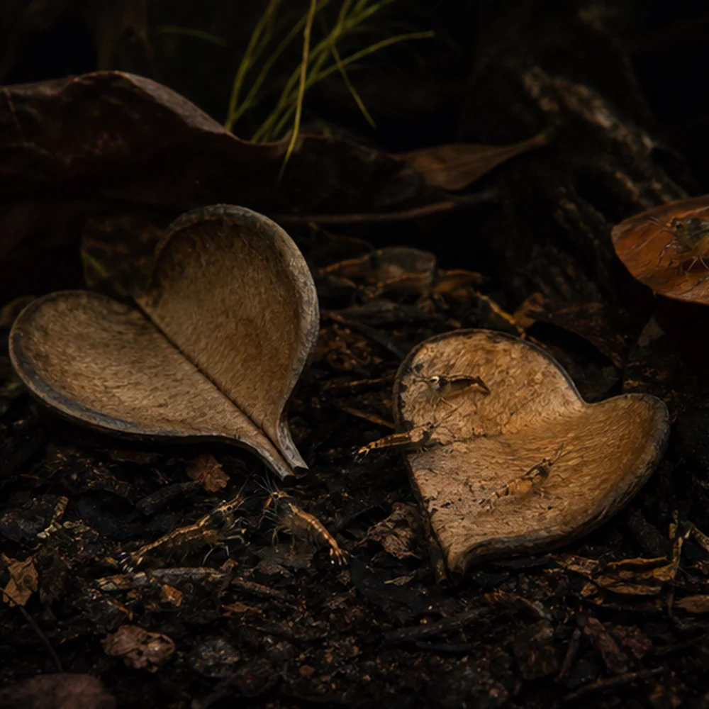 Elephant Ear Double (Xylia xylocarpa) - Natural Seed Pod illustrative habitat scene - habitat floor