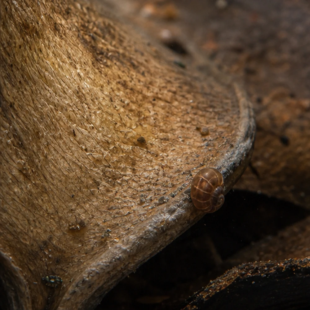 Elephant Ear Double (Xylia xylocarpa) - Natural Seed Pod illustrative habitat scene - texture detail