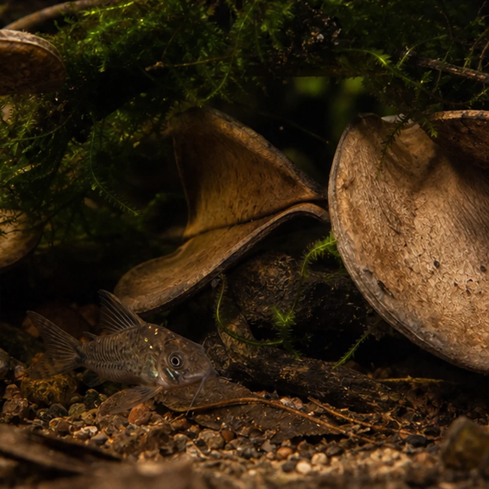 Elephant Ear Double (Xylia xylocarpa) - Natural Seed Pod illustrative habitat scene - shelter context