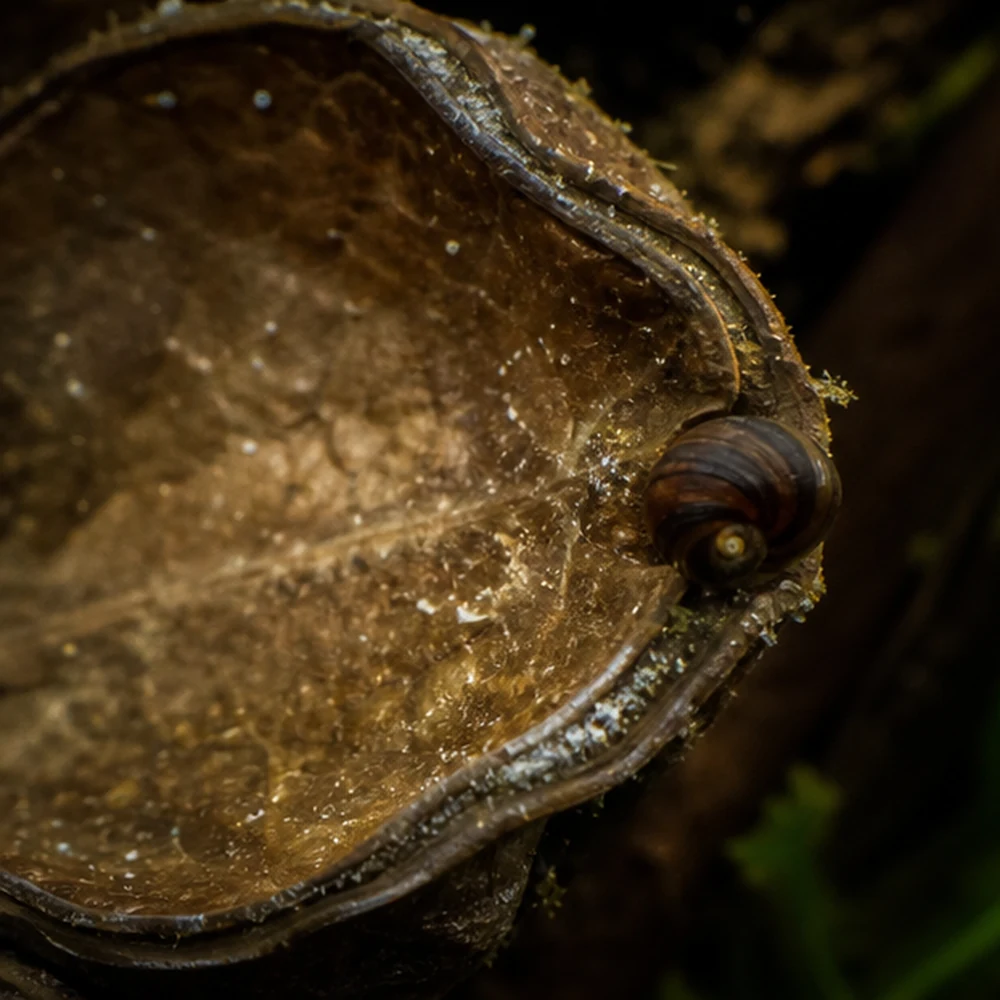 Land Lotus (Sterculia foetida) - Natural Botanical Pod illustrative habitat scene - texture detail