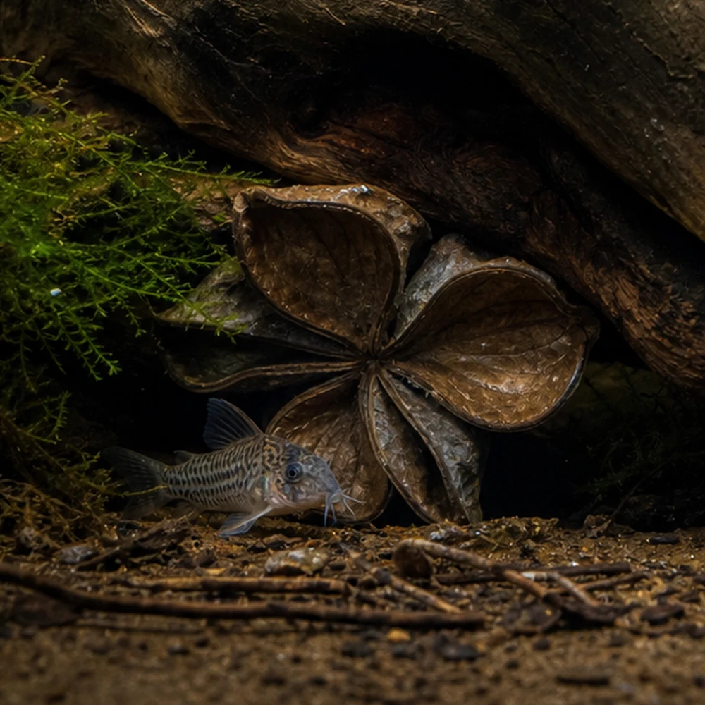 Land Lotus (Sterculia foetida) - Natural Botanical Pod illustrative habitat scene - shelter context