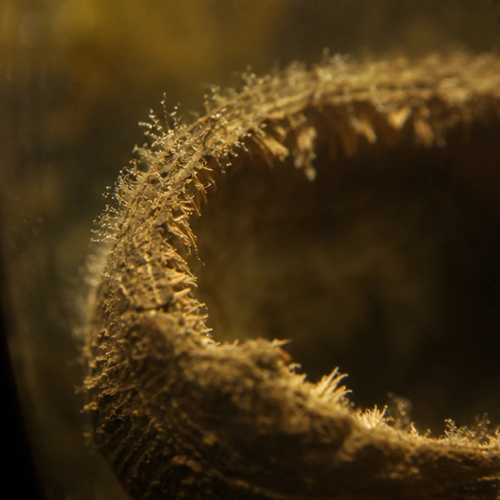 Palmyrah Pod Half (Arecaceae sp.) - Natural Botanical Cave illustrative habitat scene - texture detail