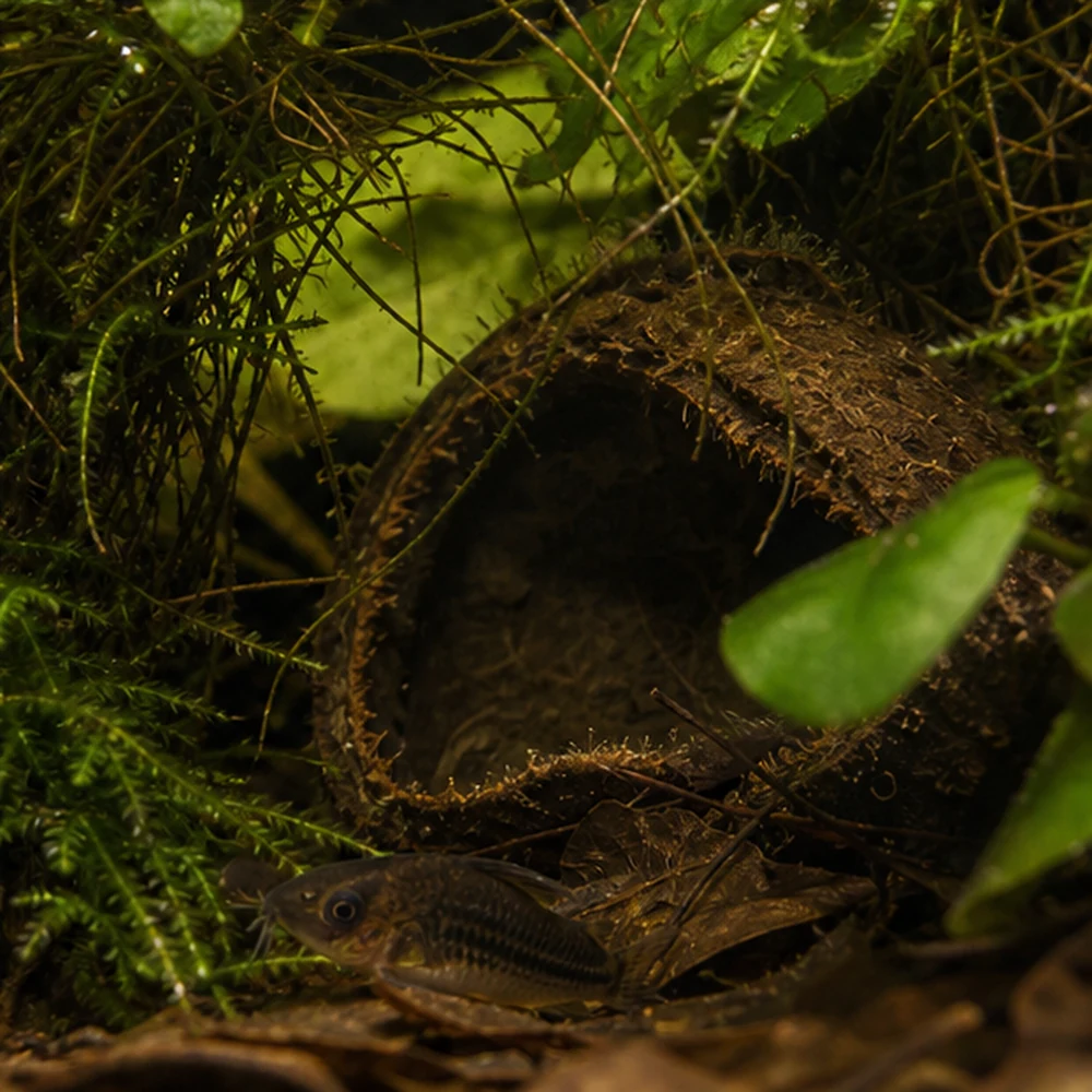 Palmyrah Pod Half (Arecaceae sp.) - Natural Botanical Cave illustrative habitat scene - shelter context