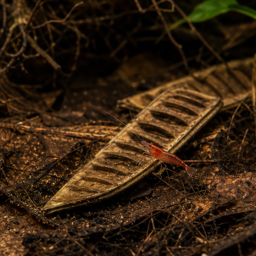 Step Fruit (African Flame Tree) - Natural Botanical Structure illustrative habitat scene - habitat floor
