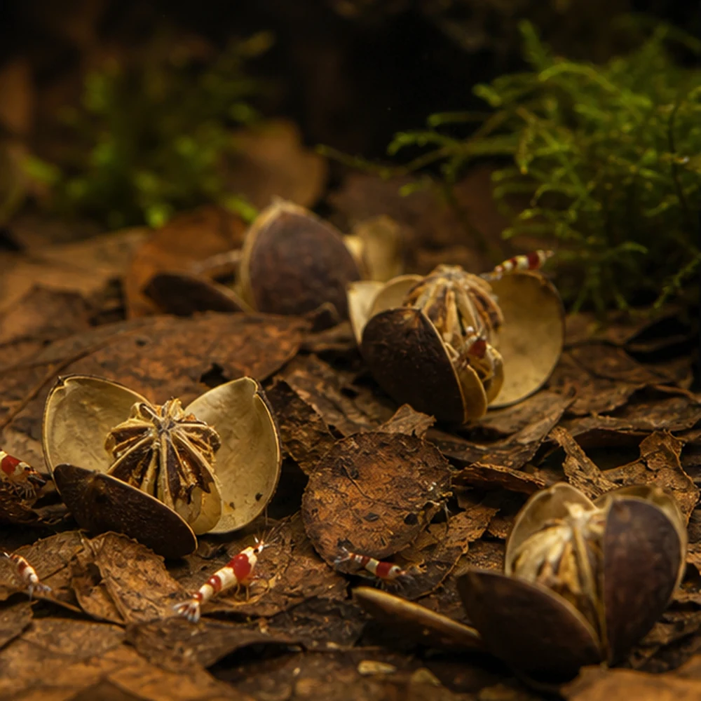 Wild Lily Flower (Soymida febrifuga) - Natural Botanical Pod illustrative habitat scene - habitat floor