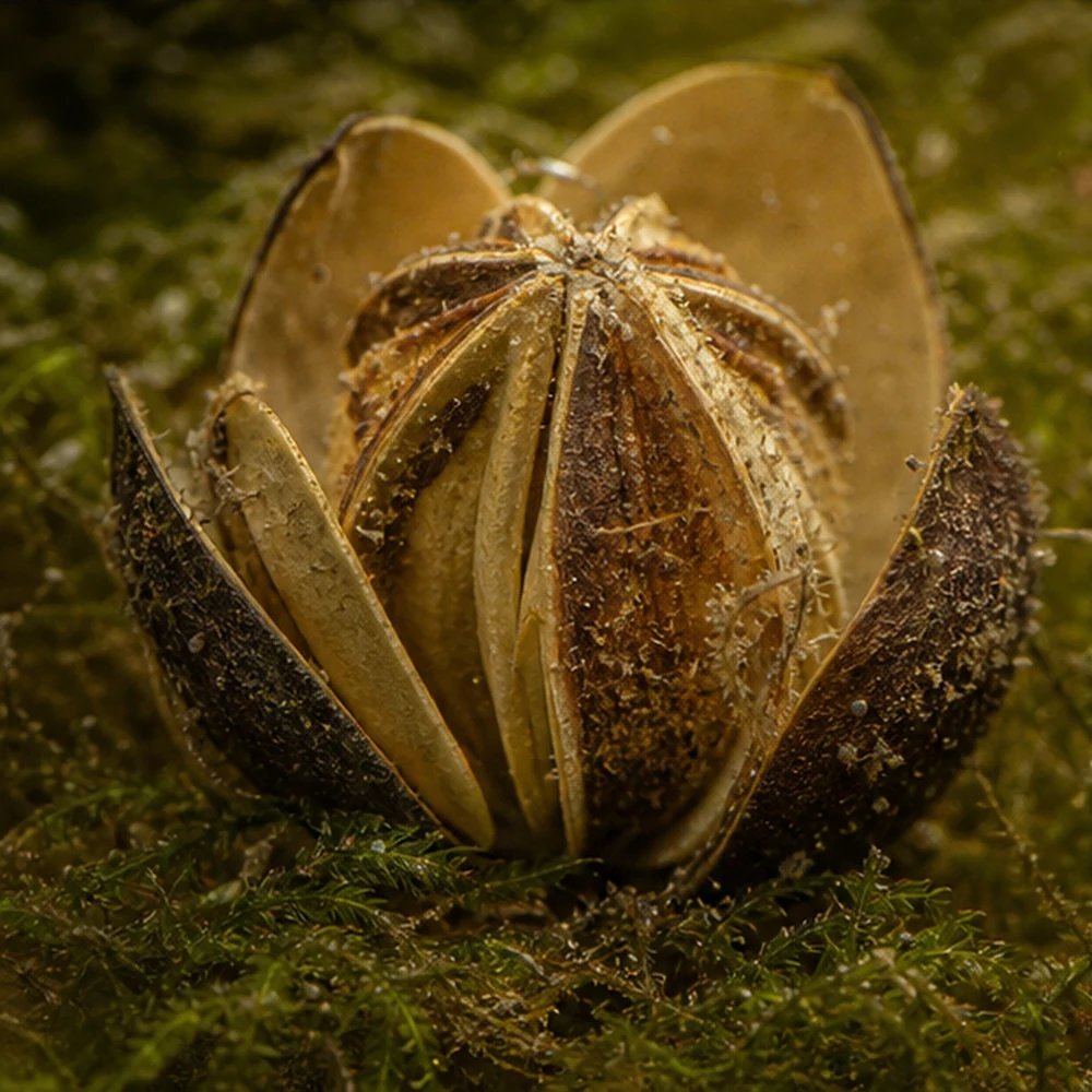 Wild Lily Flower (Soymida febrifuga) - Natural Botanical Pod illustrative habitat scene - texture detail