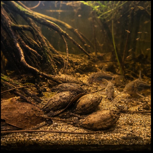 Catappa Nuts illustrative aquarium habitat look sample - flooded roots