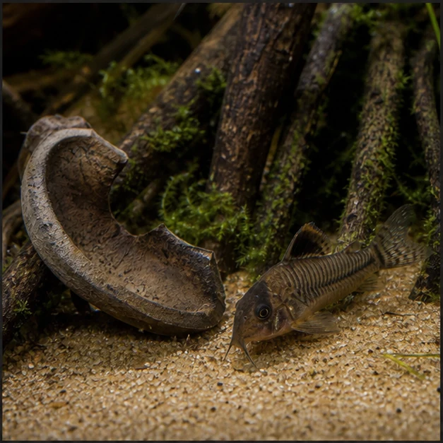 Rubber Tree Pods illustrative aquarium habitat look sample - sand-edge detail