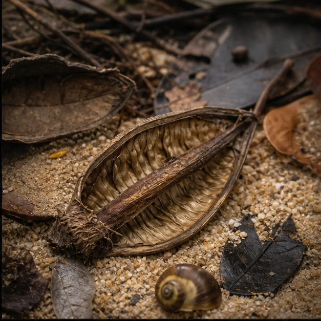 Strelitzia Pods illustrative aquarium habitat look sample - sand detail