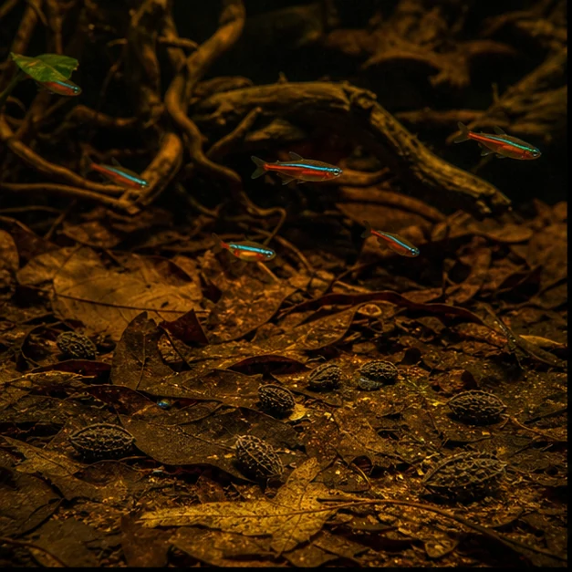 Urchin Pods illustrative aquarium habitat look sample - small pod floor