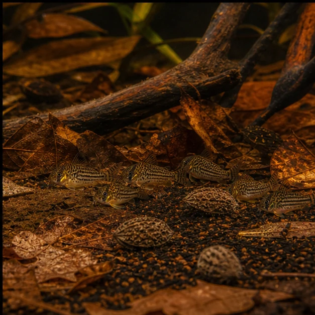 Urchin Pods illustrative aquarium habitat look sample - corydoras floor