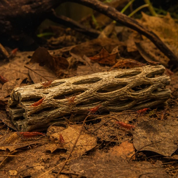 Cholla Wood / Cactus Skeleton illustrative habitat context