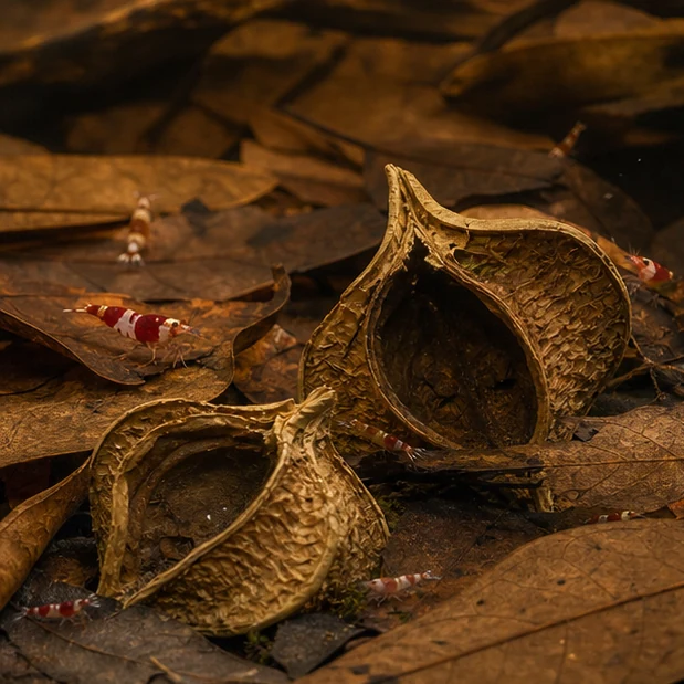 Negombo Tree Pods – Natural Botanical Pods illustrative habitat context