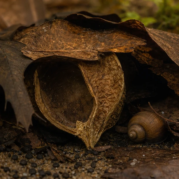 Negombo Tree Pods – Natural Botanical Pods illustrative detail view