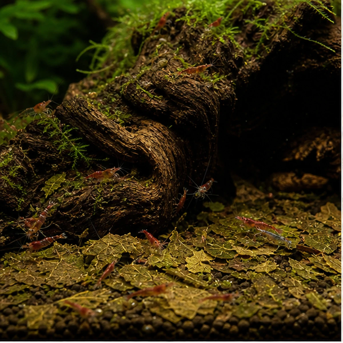 Broken / Crushed Mulberry Leaf Pieces illustrative habitat context scene