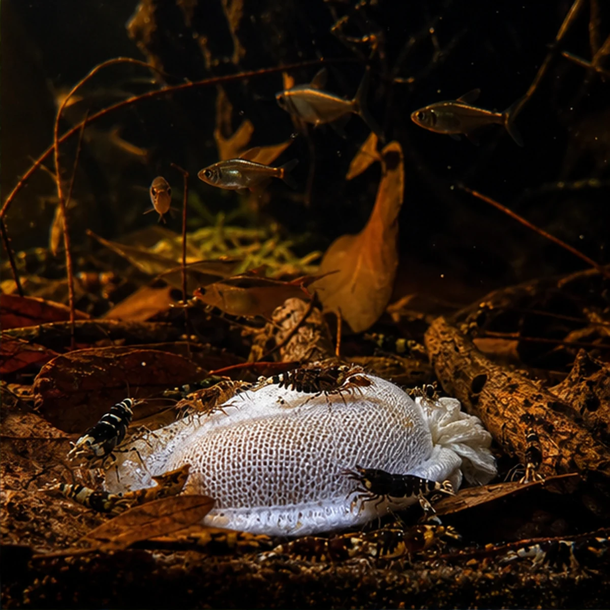 Premium Lubao Bags: BIOFILM DEVELOPMENT