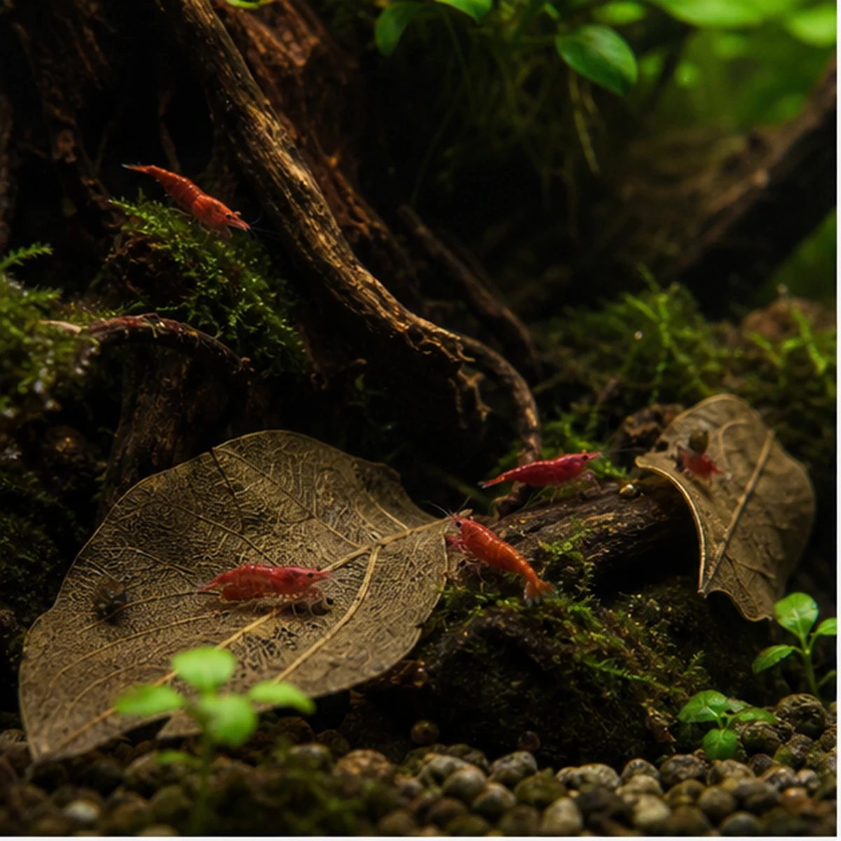 Shrimp Grazing Leaf Pack - 20-40L illustrative habitat context scene