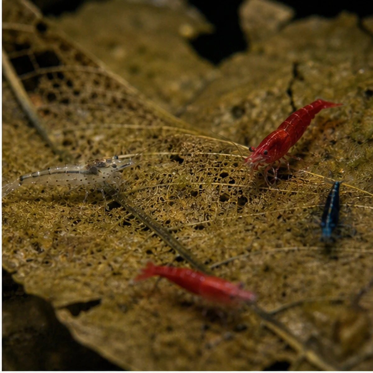 Shrimp Grazing Leaf Pack - 20-40L illustrative grazing surface scene