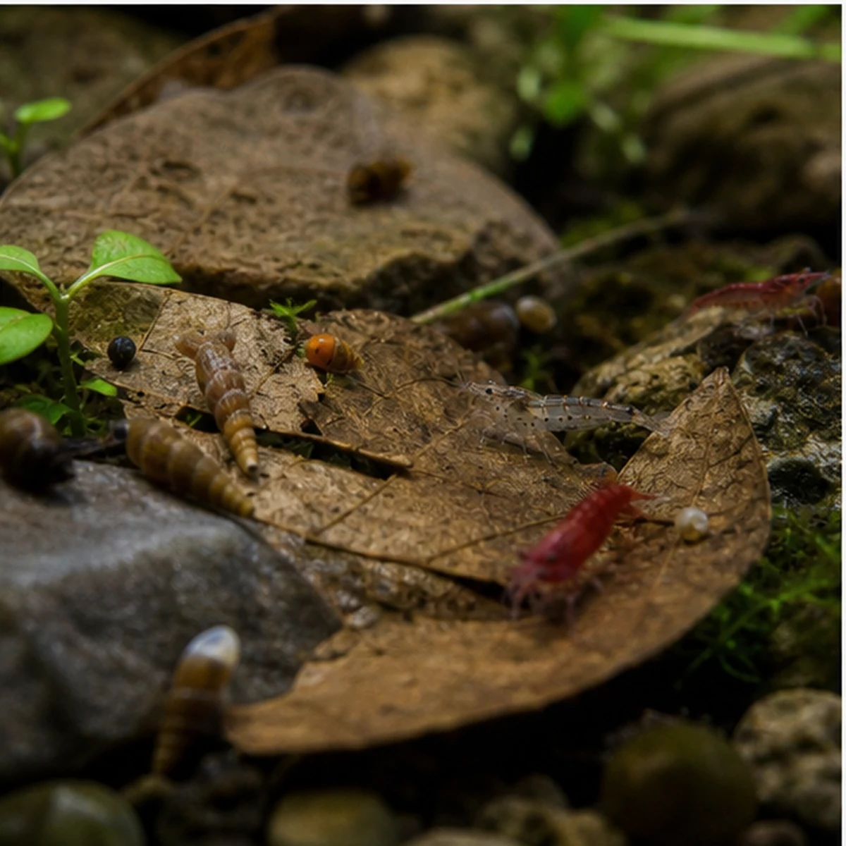 Shrimp Grazing Leaf Pack - 20-40L illustrative natural placement scene