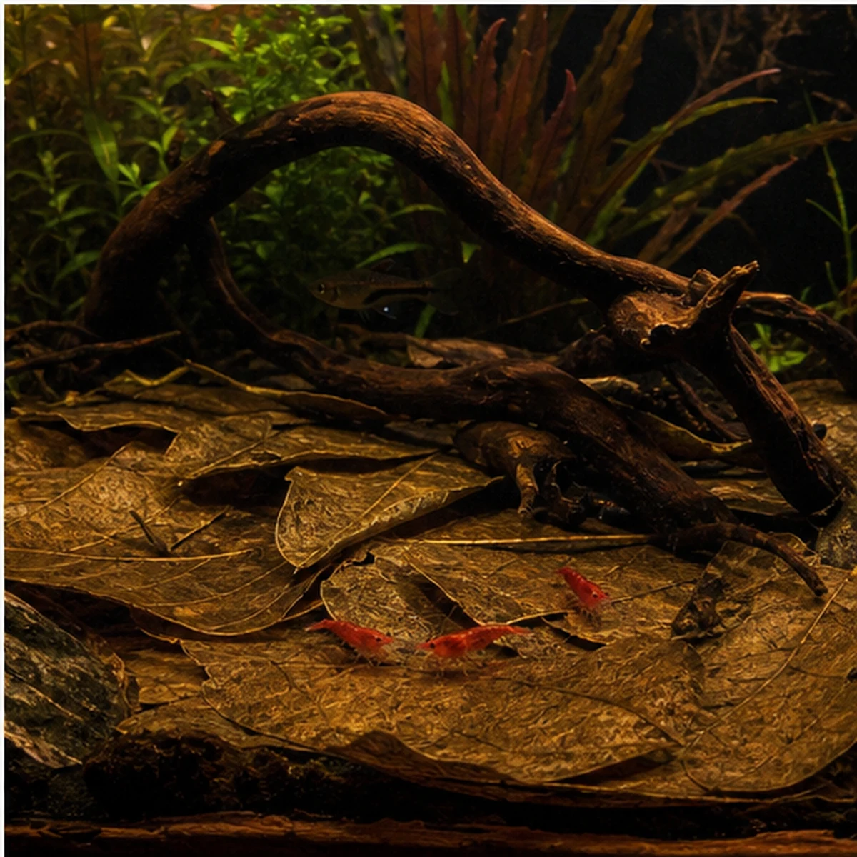 Shrimp Grazing Leaf Pack - 20-40L illustrative detail view scene