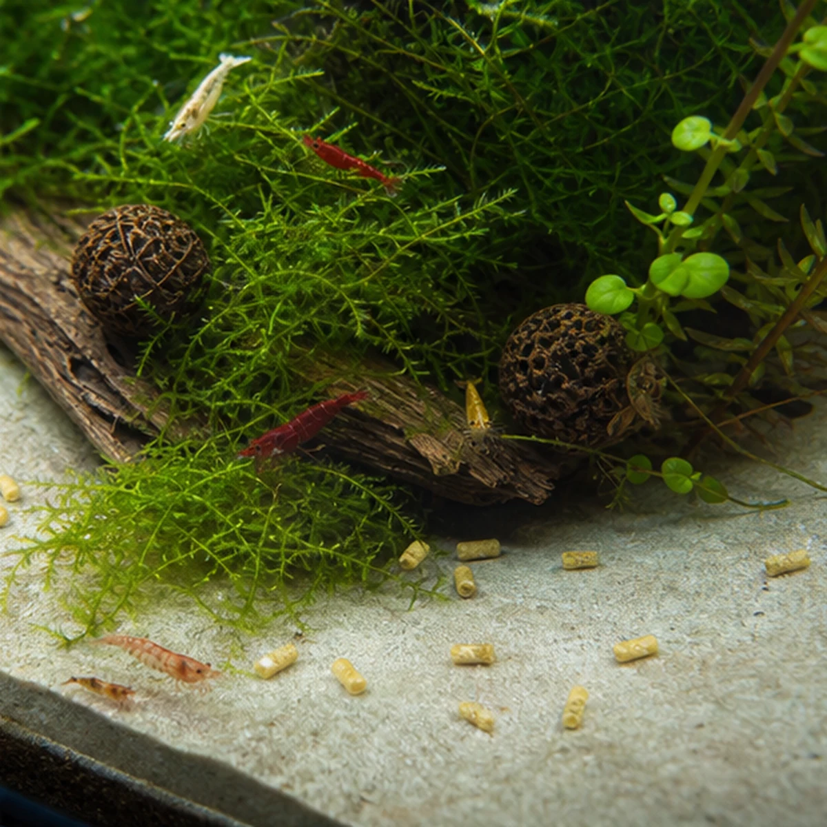 Bee Pollen Gold™ Shrimp Pellets: Feeding dish