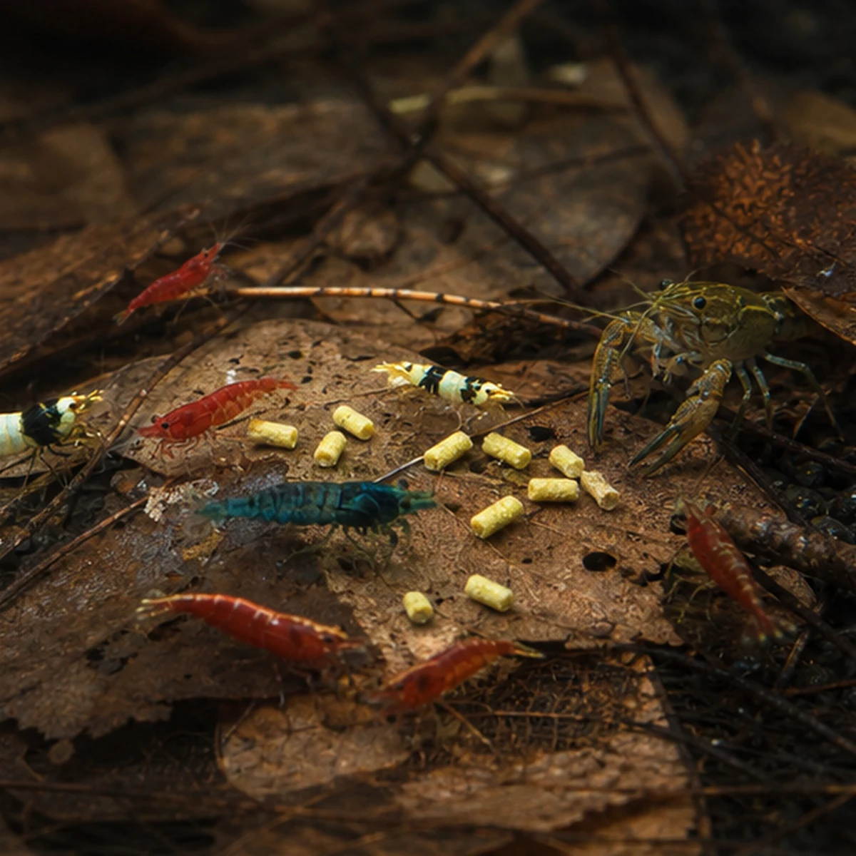 Bee Pollen Gold™ Shrimp Pellets: Gradual softening