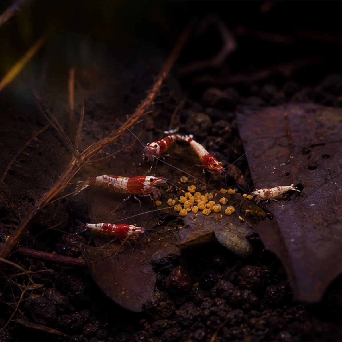 Premium Natural Bee Pollen: Grazing access