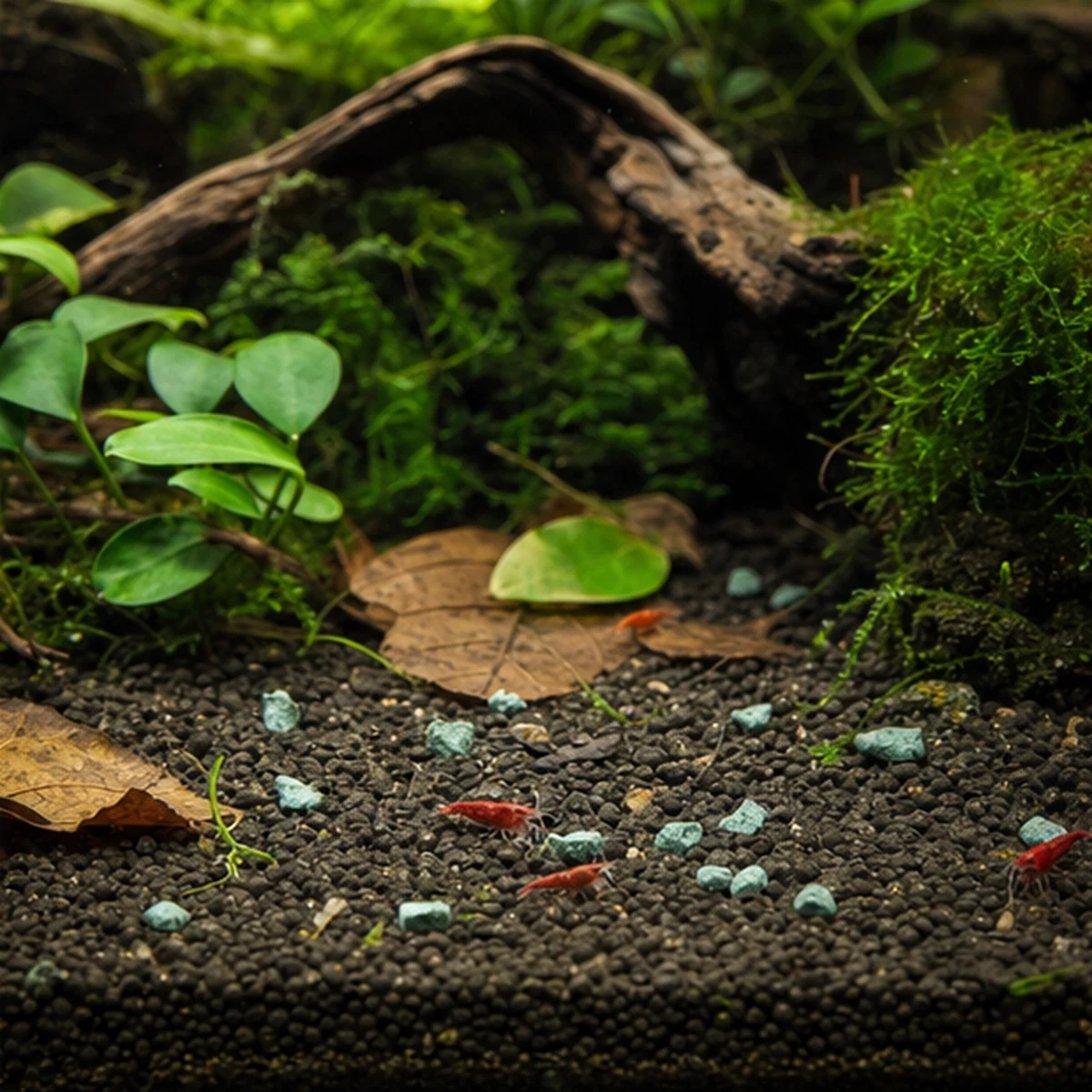 Blue Spirulina Shrimp Food: Direct feeding
