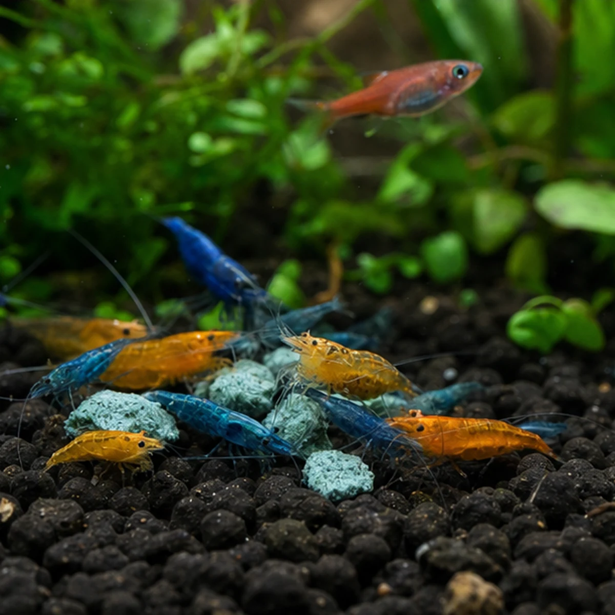 Blue Spirulina Shrimp Food: Slow breakdown