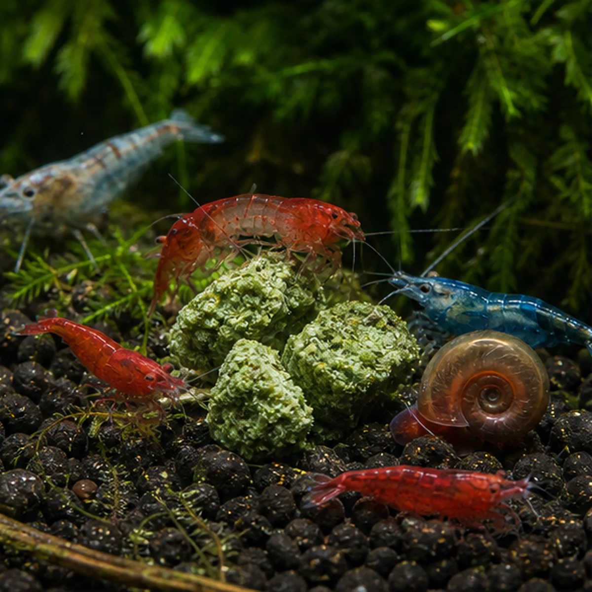 Nettle Shrimp Food: SLOW-GRAZING PIECES