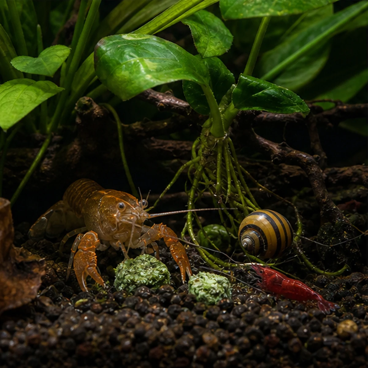 Nettle Shrimp Food: FEEDING DISH