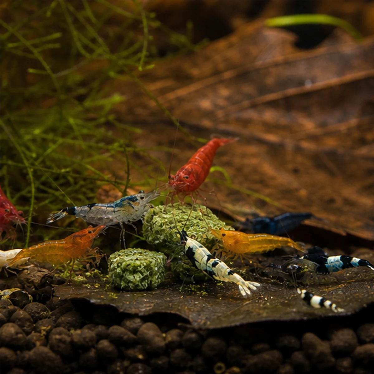 Nettle Shrimp Food: OBSERVE & ADJUST