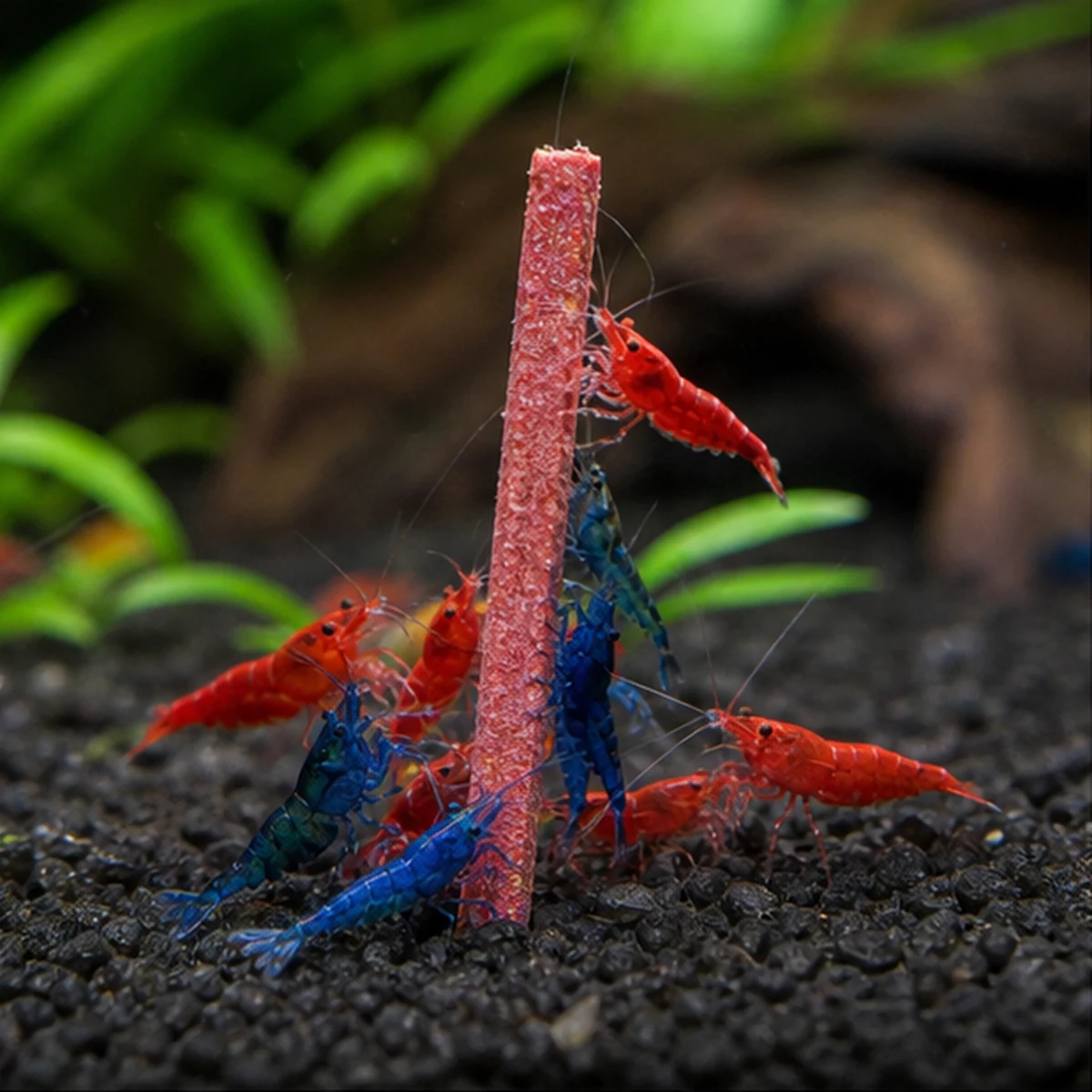 Shrimp Lollies – Choose Your Edition: Offer the stick