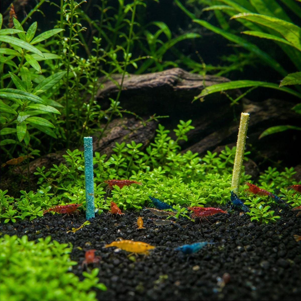 Shrimp Lollies – Choose Your Edition: Group grazing