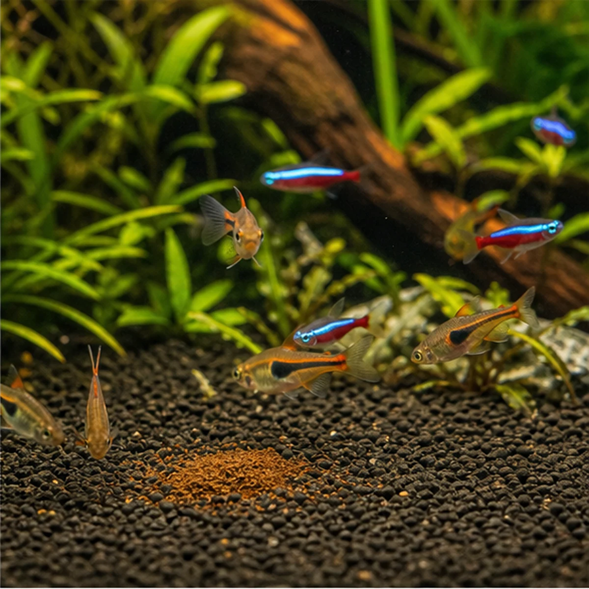 Artemia SuperSoft Fish Food: Direct feeding