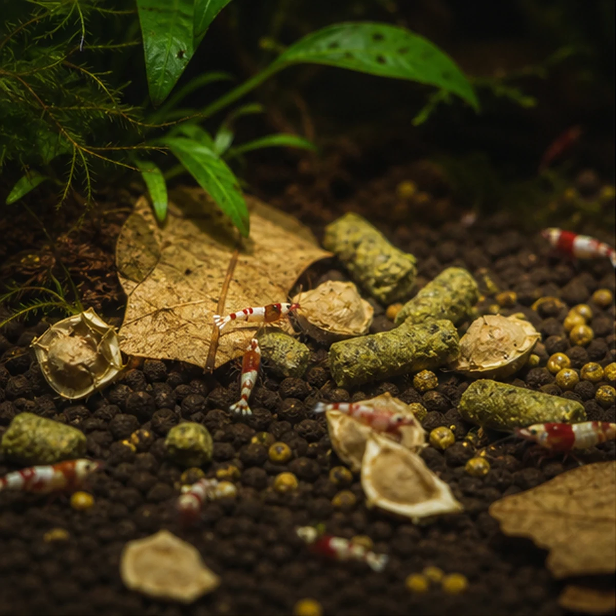 Botanical Grazing & Enrichment Pack: FEEDING ROUTE