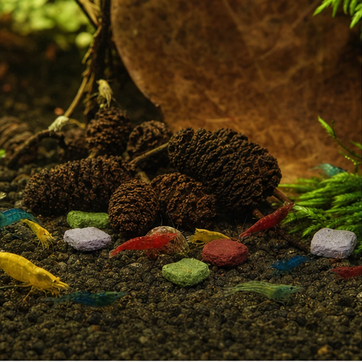 Shrimp Grazing Bundle: GRAZING FOOD