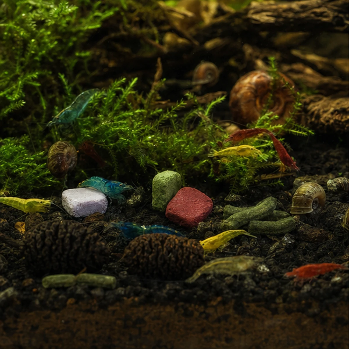 Shrimp Grazing Bundle: BOTANICAL GRAZING